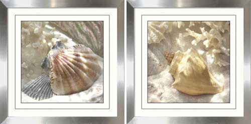 Coral Shell III & IV